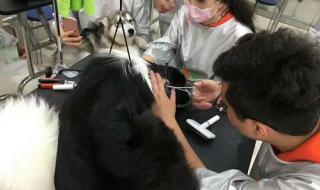 宠物美容培训哪家好