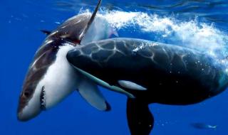 虎鲸宝宝出生200公斤