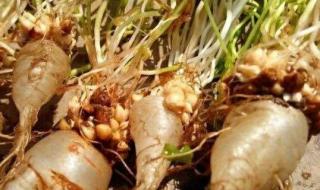 甜甜草是什么梗 甜甜草是什么梗