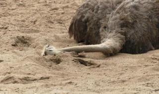 鸵鸟把头埋在沙子里 鸵鸟把头埋在沙子里