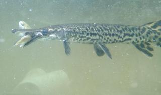 鳄雀鳝的天敌是谁 鳄雀鳝的天敌是谁