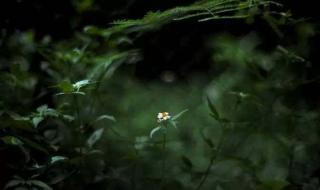 郑中基摄影作品 郑中基摄影作品