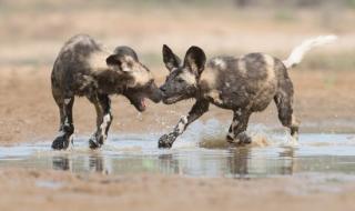 野外摄影师 野外摄影师