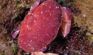 正直爱洁蟹 正直爱洁蟹