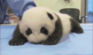 丫丫熊猫怎么回事