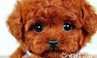 块儿八毛是什么生肖